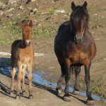 Caballos