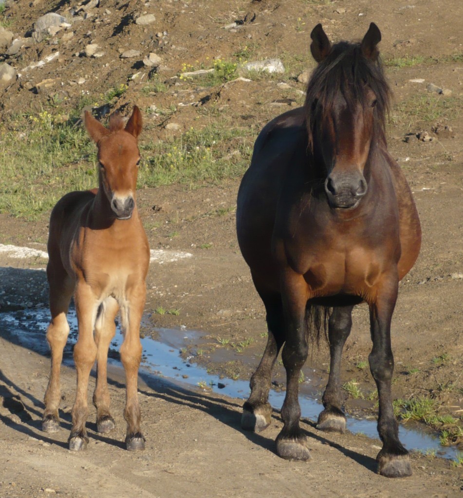 Caballos