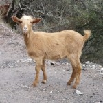 cabra