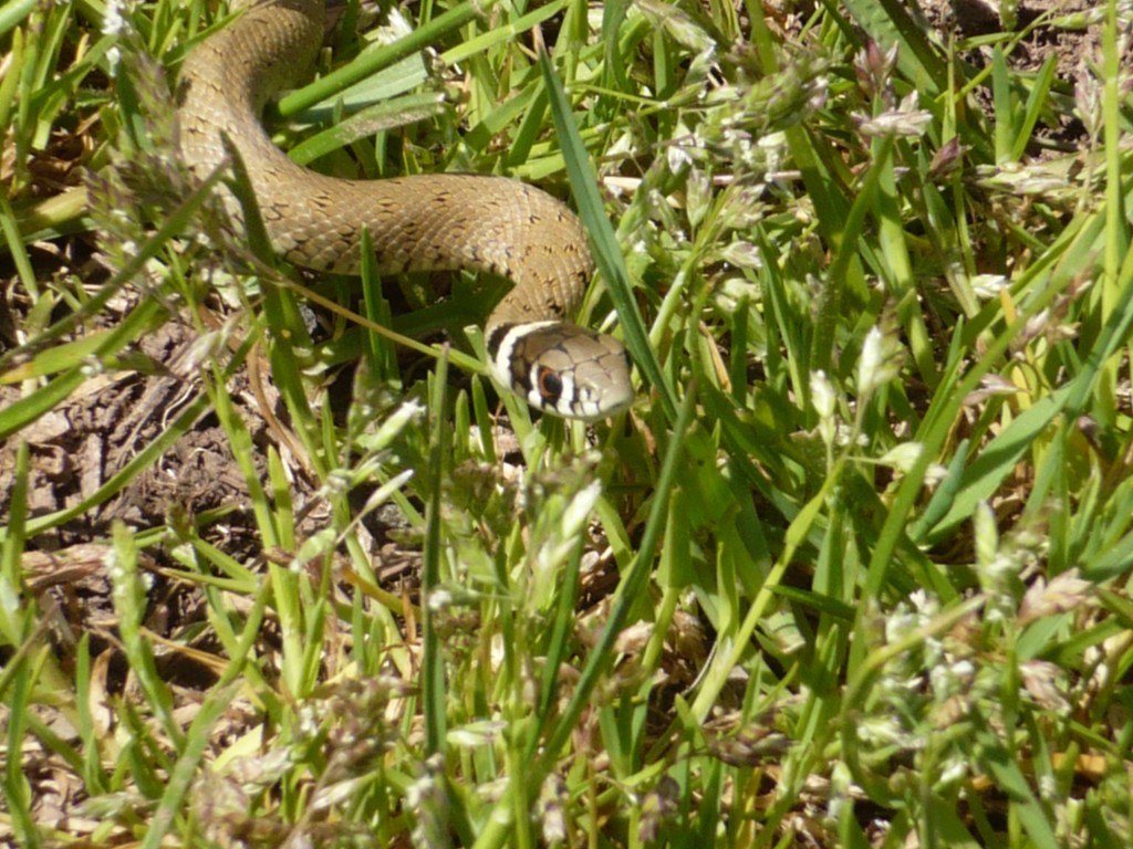 culebra de collar