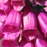 dedalera1