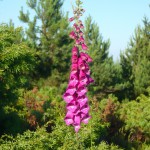 dedalera2