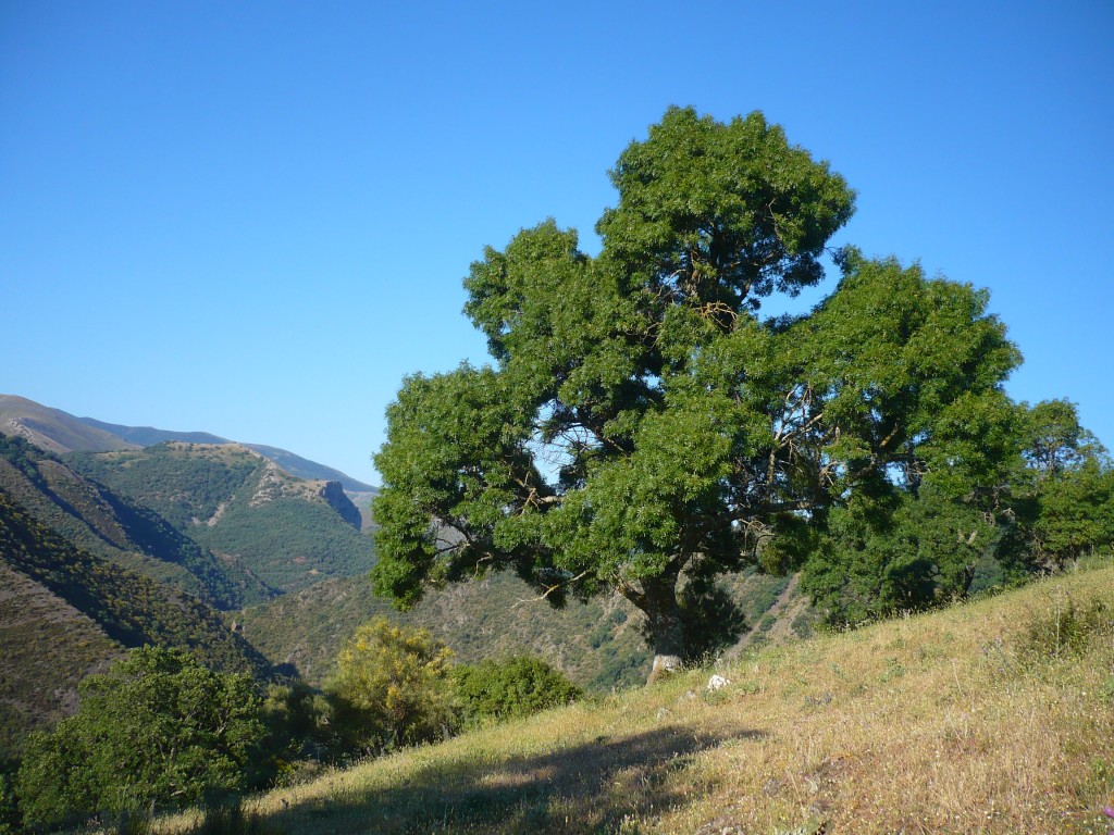 fresno de hoja estrecha