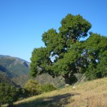 fresno de hoja estrecha