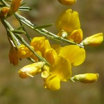 genista