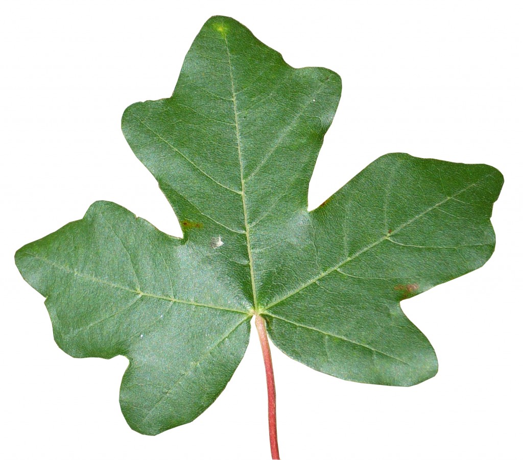 hoja arce