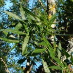 hoja de fresno  de hoja estrecha