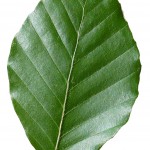 hoja de haya