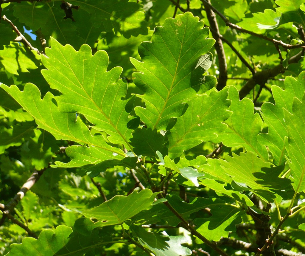 hoja de roble albar