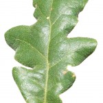 hoja de roble rebollo