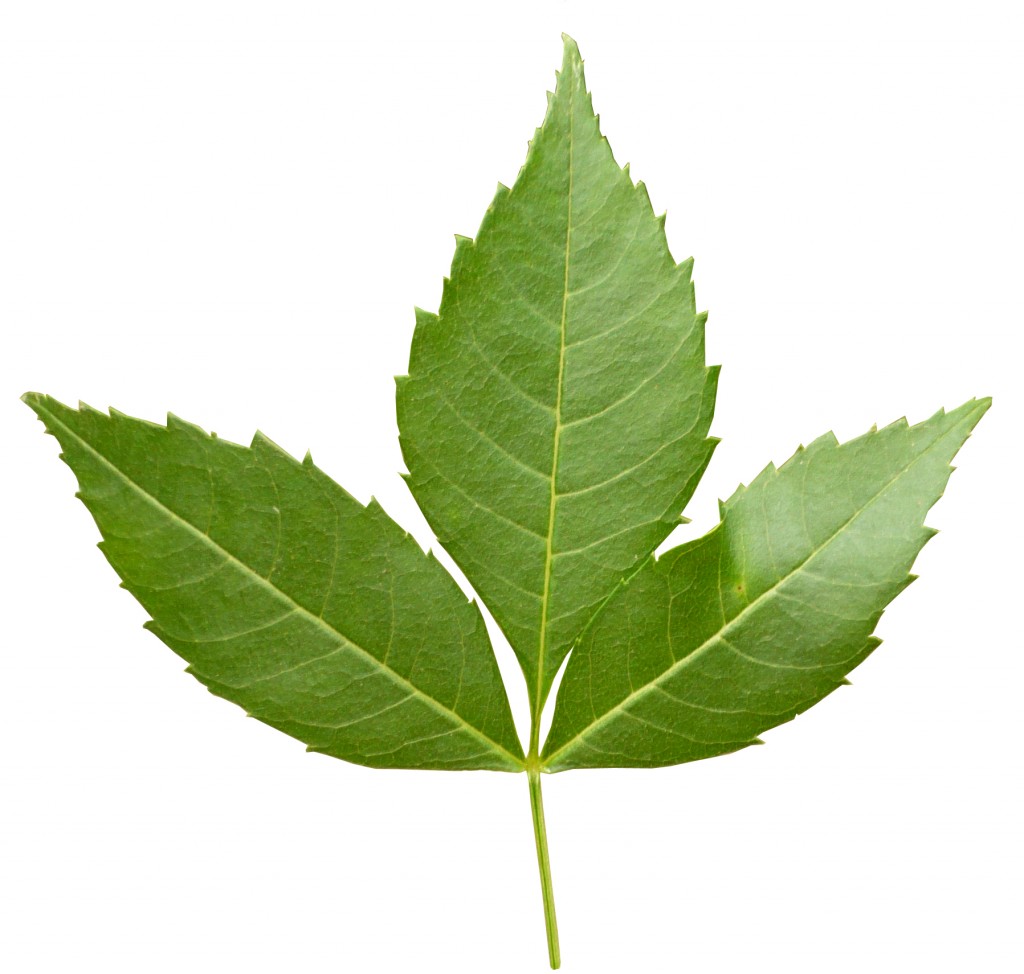 hoja fresno comun
