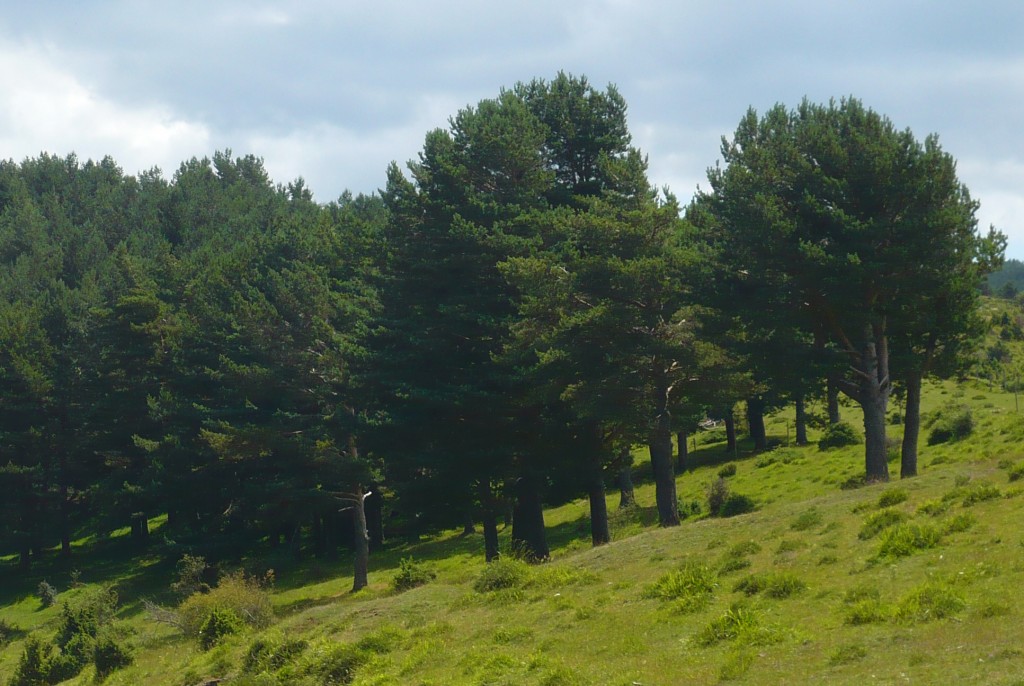 Pinos silvestres