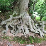 raices de roble quejigo