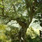 roble rebollo