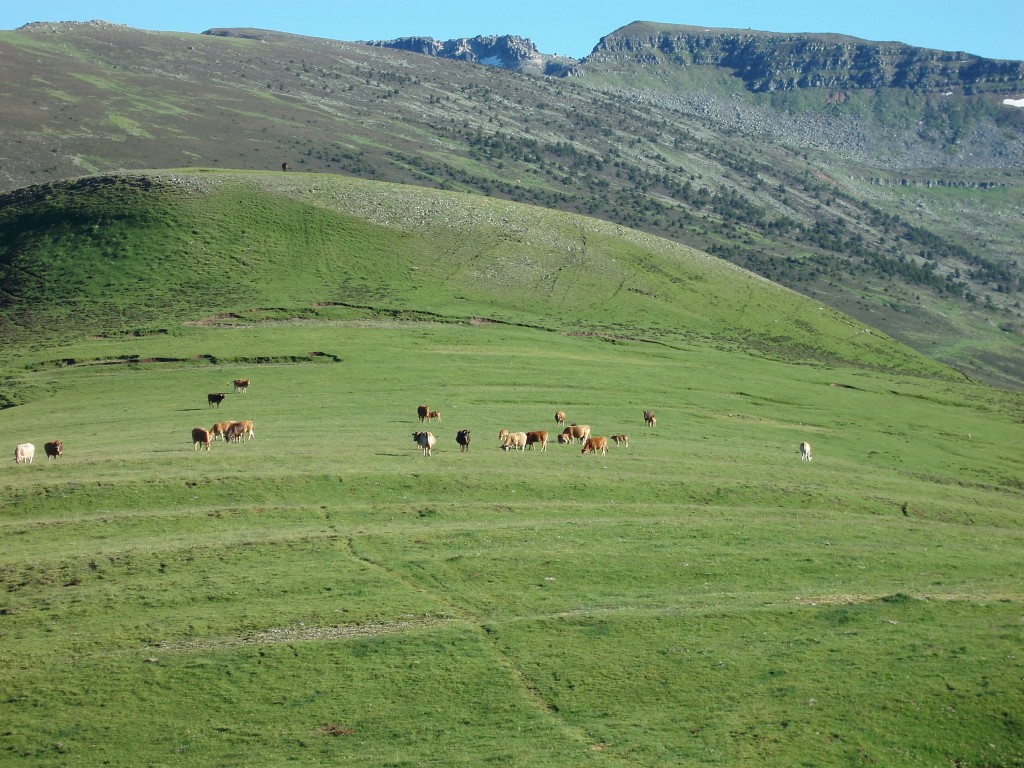 Vacas de Marcelino Esteban, Cruzadas de Limusin con Pardo Alpino