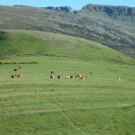 Vacas de Marcelino Esteban, Cruzadas de Limusin con Pardo Alpino